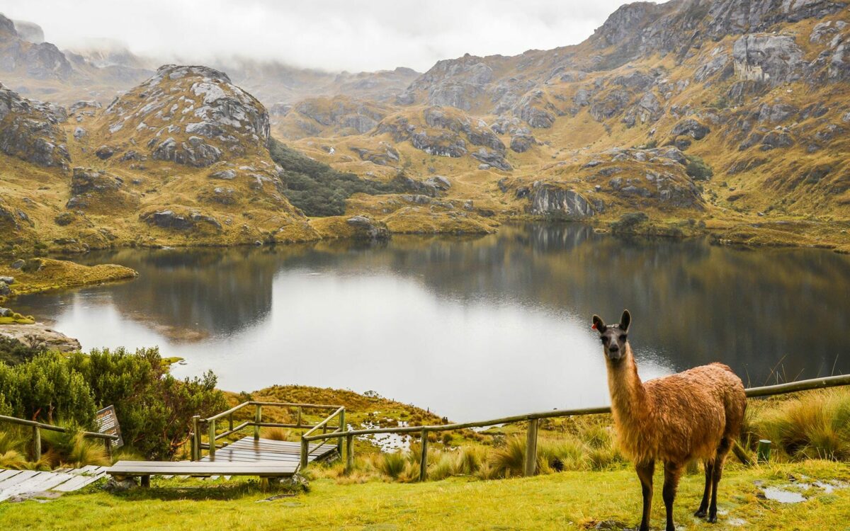 Parque Nacional Cajas: Lagunas y Naturaleza en Cuenca, Ecuador