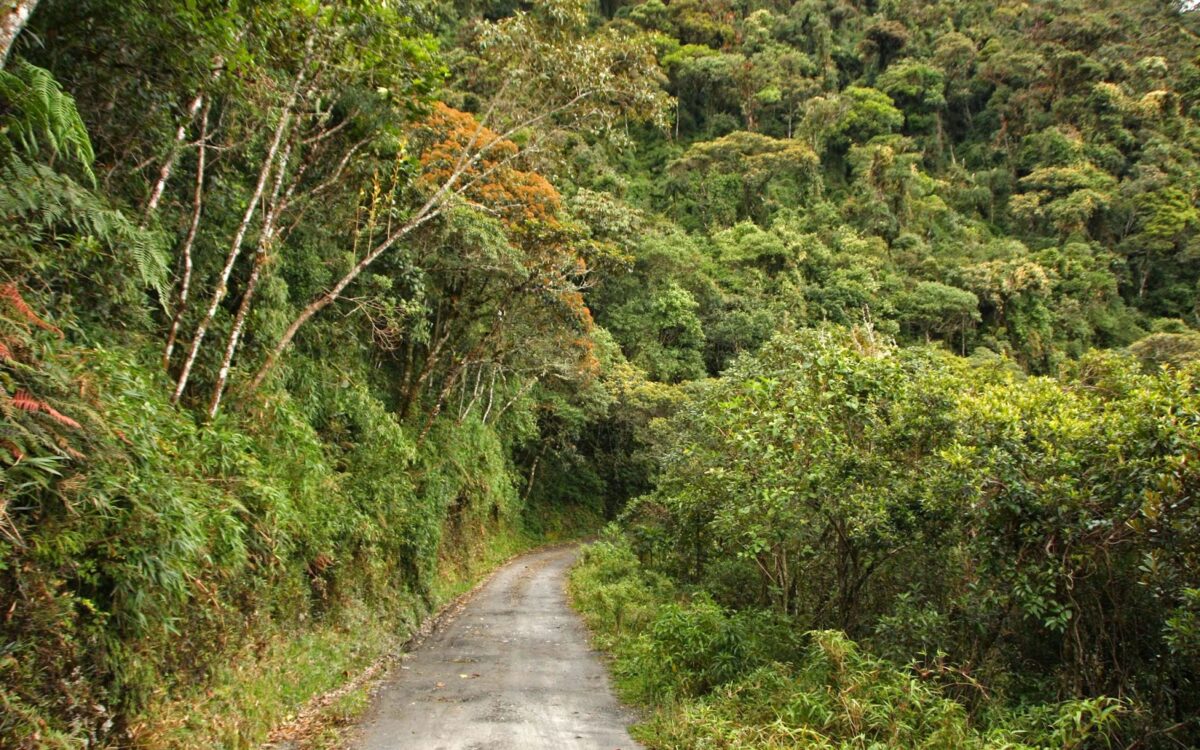 Parque Nacional Podocarpus: Naturaleza y Aventura en Loja, Ecuador